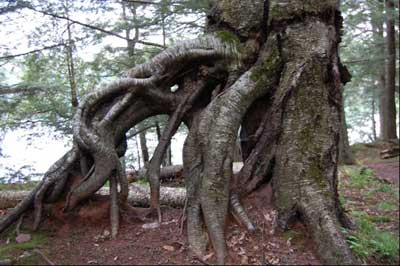 hemlock roots