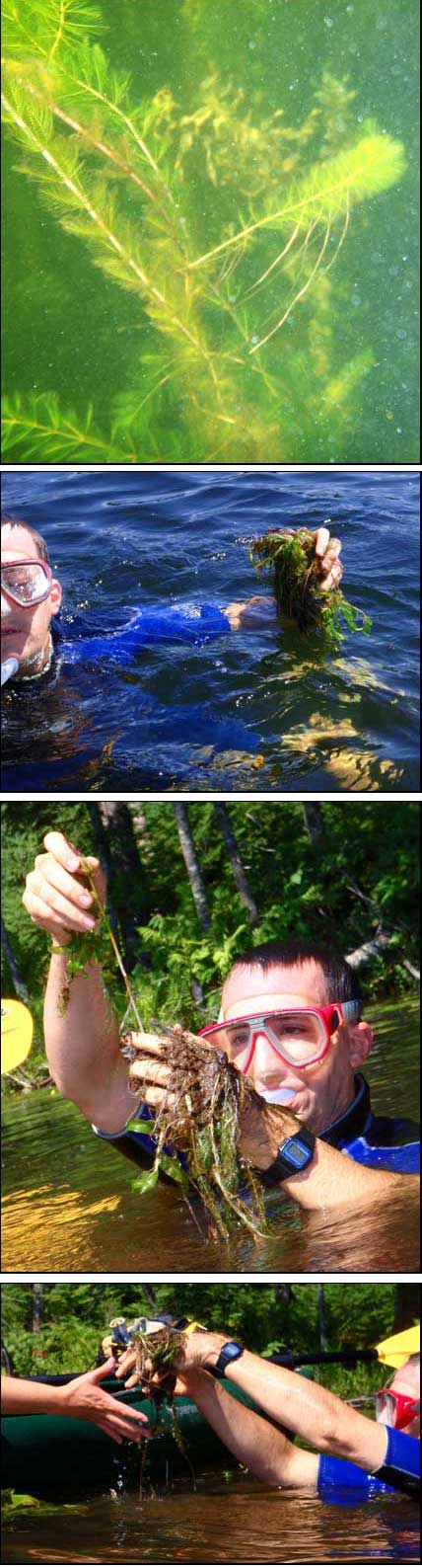 milfoil removal