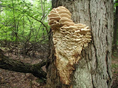 Tree_fungus