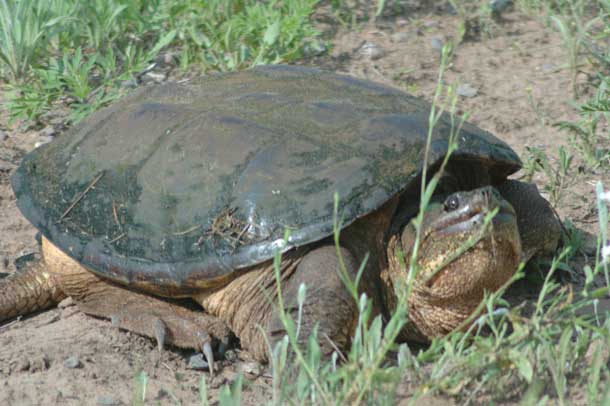 snapping turtle